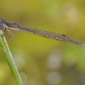 Gemeine Winterlibelle (Sympecma fusca)